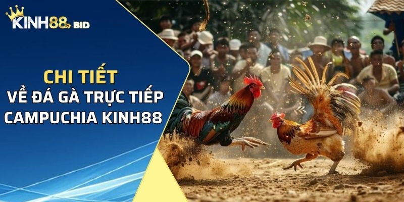 Chi tiết về đá gà trực tiếp Campuchia Kinh88 