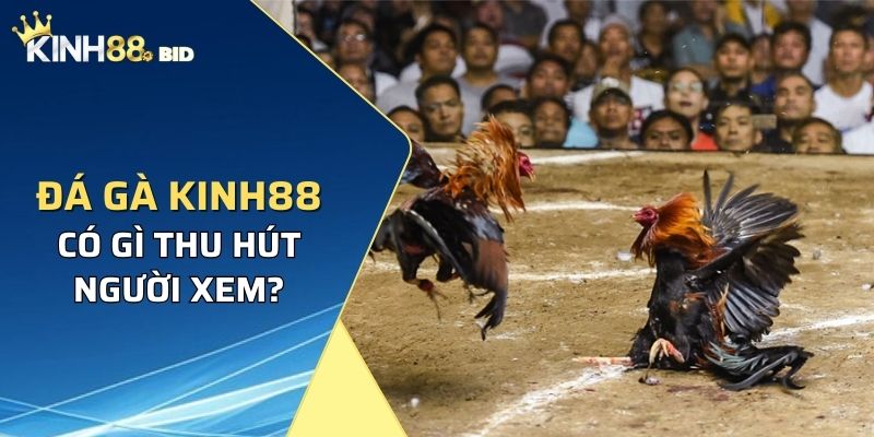 Đá gà ở Kinh88 có gì mà thu hút người xem?