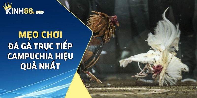 Mẹo chơi đá gà trực tiếp Campuchia hiệu quả nhất